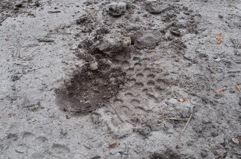 Een voetbalschoen lijkt wel een paardenvoet!